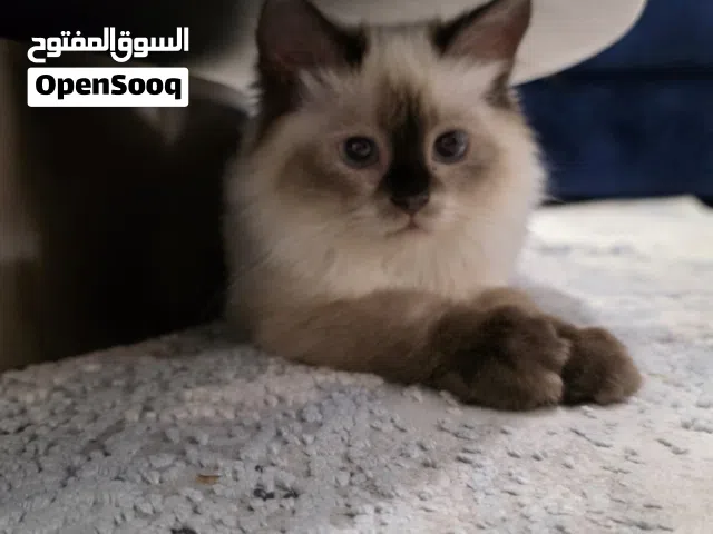 قطط للبيع الكبيره 30 الصغيره 25