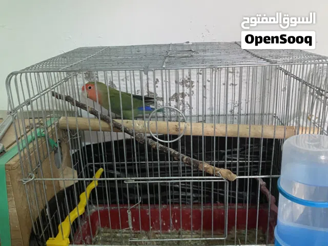 أنثى روز شغاله عمر سنه ونص مع قفص