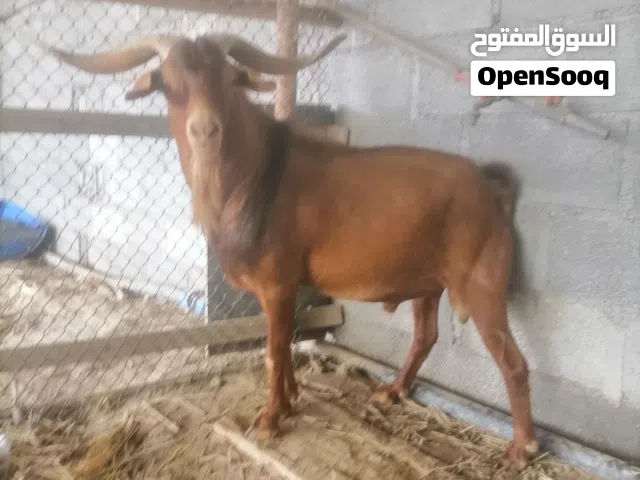 تيوس وجداي