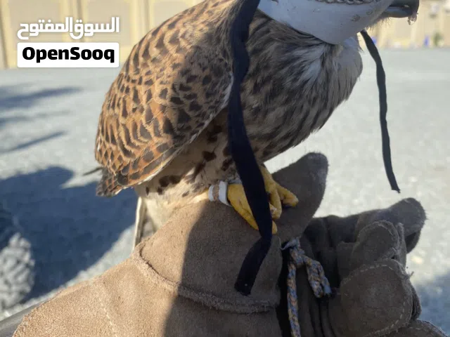 بذوار للبيع