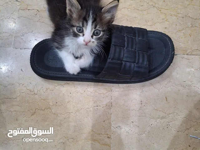بسان عمره شهر للتبني