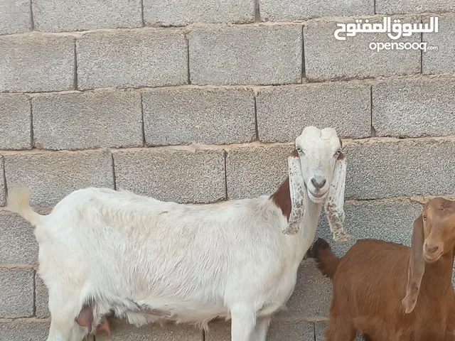عنز حليب الله يبارك