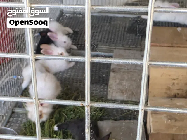 لمحبي الأرانب