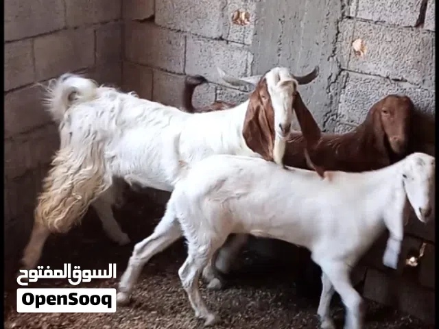 ماعز للبيع