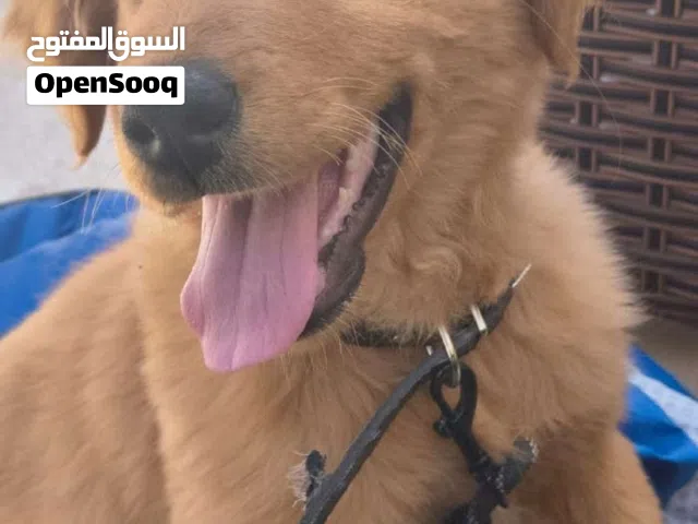 ذكر جولدن ريتريفر