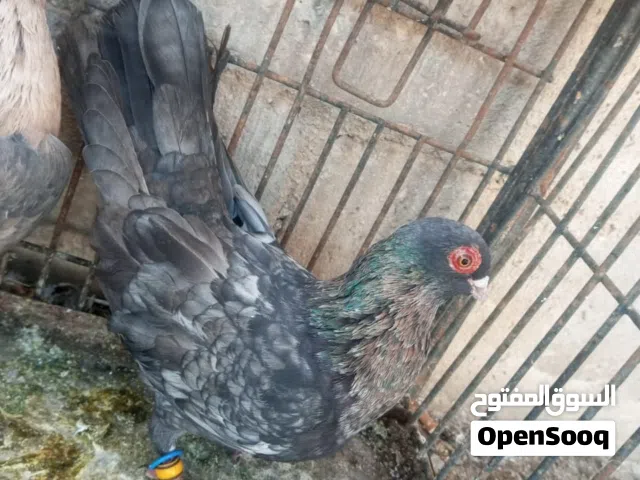 جوز بصلاة على النبي للبيع