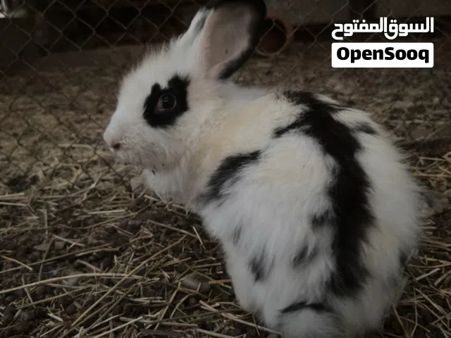 للبيع أرانب تهجين هولندي حجم ضخم