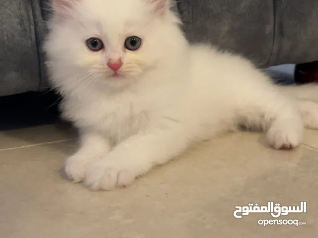 ذكور واناث شيرازي وبريتش مكس شهرين