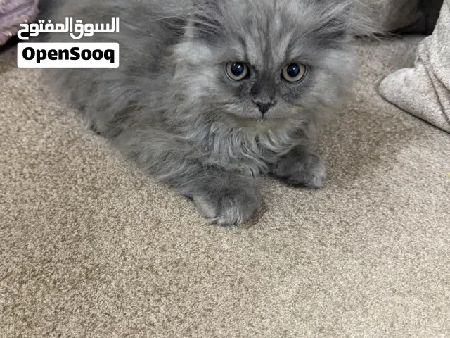 سكوتش ذكر للبيع عمر شهرين ونصف Vaccinated for 1year