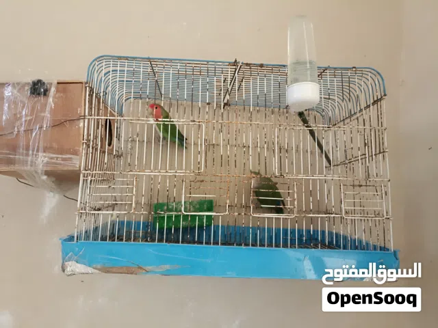 زوز كوبيات بركديلو مصوقرات للبيع