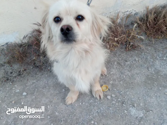 كلاب للبيع بسبب الانتقال