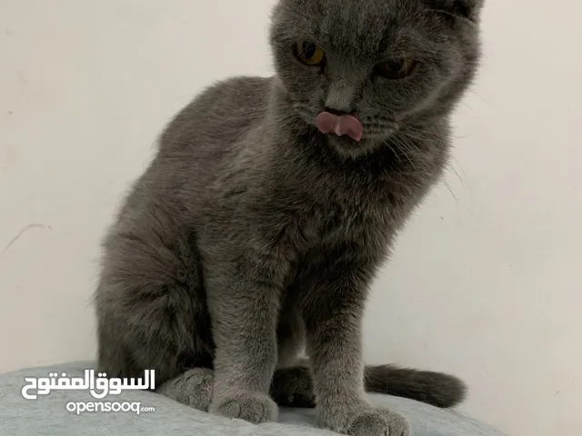قطط سكوتج فولد لطيفة