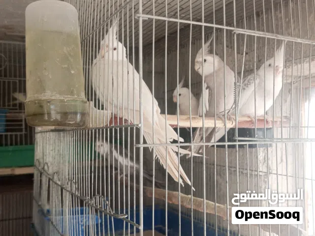 جواز كوكتيل