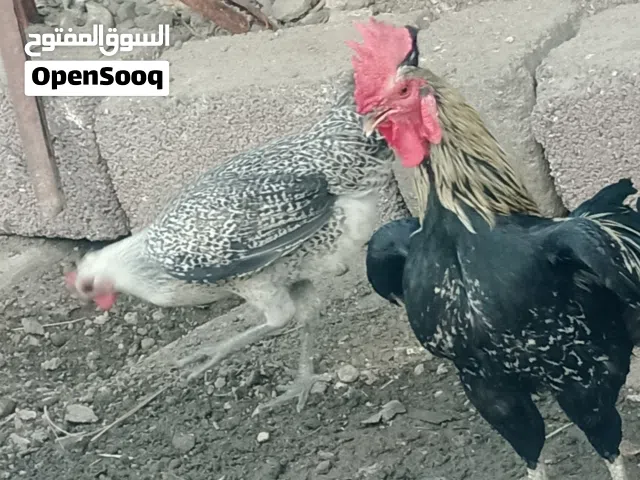 سلام عليكم متاح دجاج طفرات ونقشات حلوه بيهن بياضات وبيهن كاركات   اخوان المايشتري لا يتعبني