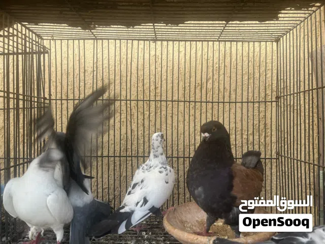 حمام عربي فرادي