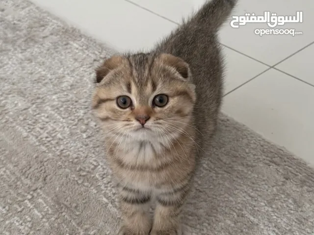 قط سكوتش فولد– العمر 3 شهور – في أبوظبي