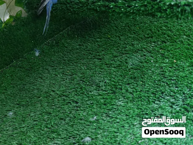 متاح طيور حب هاجرمو محلقات باسمي