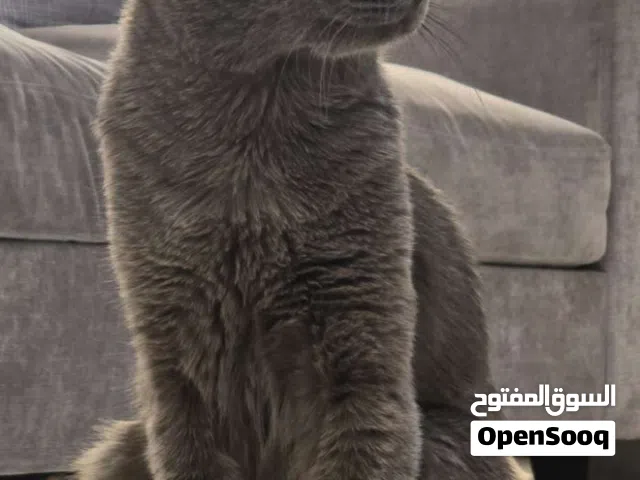 قط للبيع مدرب على لتر بوكس