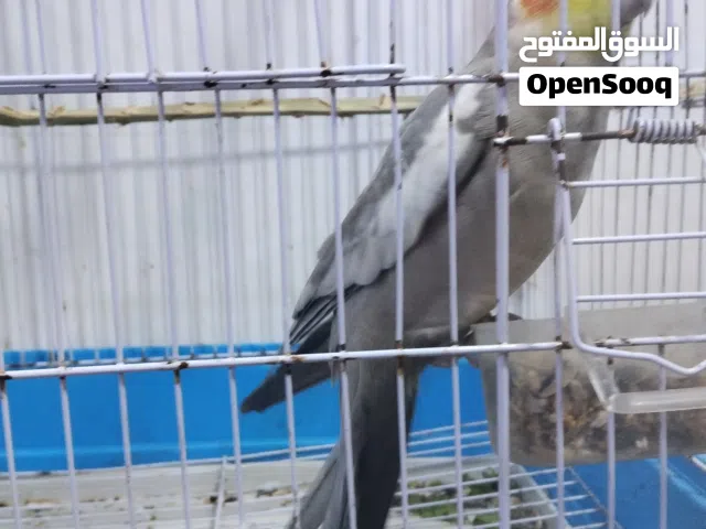 سلام عليكم كوكتيل أليف طينه