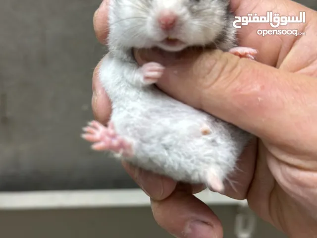 هامستر سوري & روسي القزم & Russian Syrian Hamster