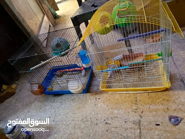 عصافير جنه بلاك فيس