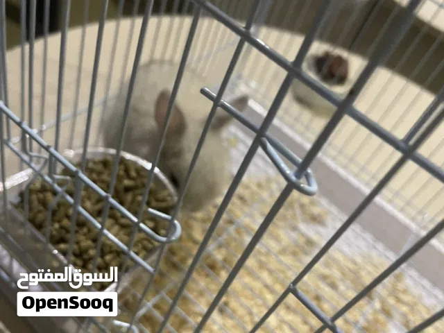 ارنب عمر شهرين مع قفص تخفيض للمشتري الجاد