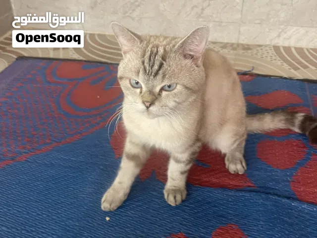 سنور  شيرازي سكوتش