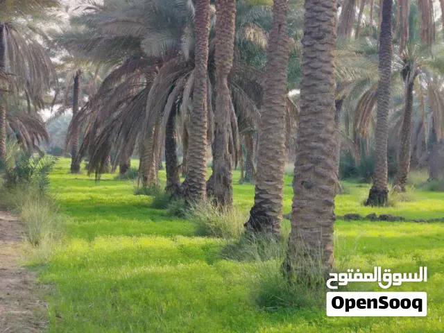 43 دنم طابو زراعي للبيع