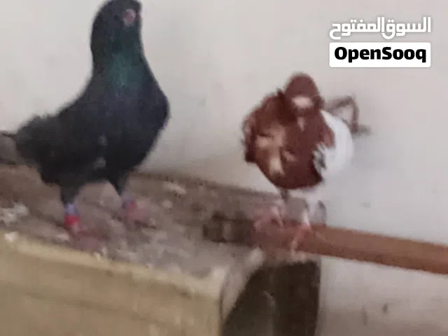 متاح حمام شغاله اقرا النص عمان جاوا