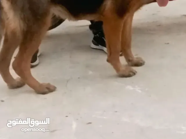 كلب برجي أنثى عمرها عامين