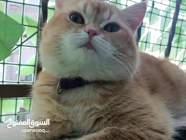 قط سكوتش (ذكر) للبيع