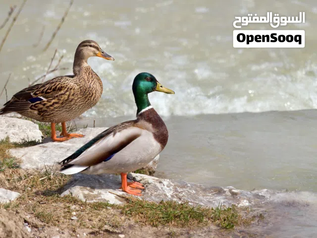 زوج البط الخظيري