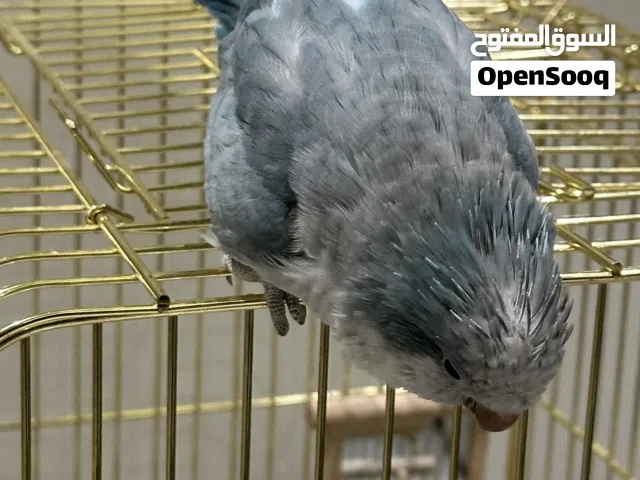 ببغاء كويكر