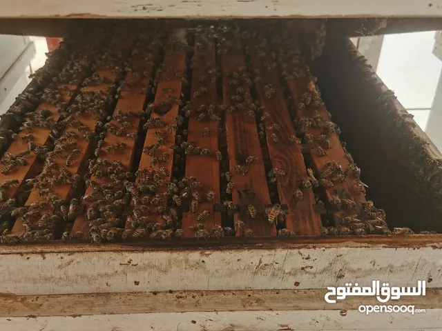 نحل تربية سلالة عمانية