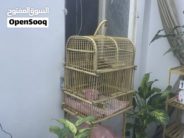 بلبل للبيع موجود بغداد الكرخ