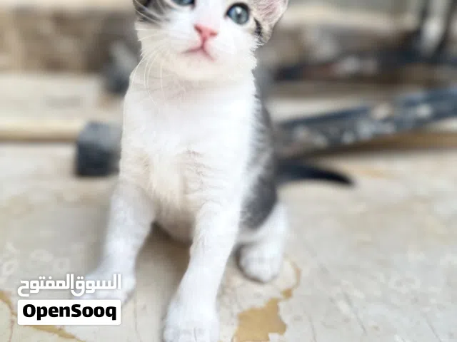 ثلاثة قطط للتبني