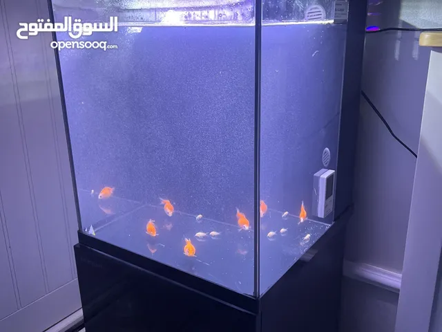 حوض سمك fish tank