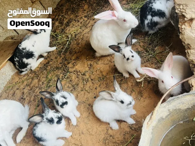 متوفر أرانب المانيات الله يبارك