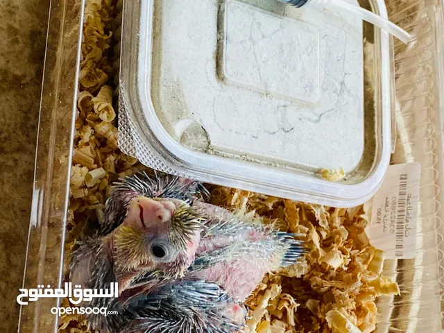 فرخ كوكتيل
