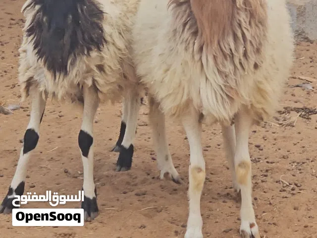 ذكر نعيمي للبيع المكان العين رماح اعمار من 7شهور الي 10شهور ويوجد اعمار سنتين حق الذبح وحق التربيه