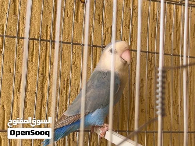 اقرأ الوصف