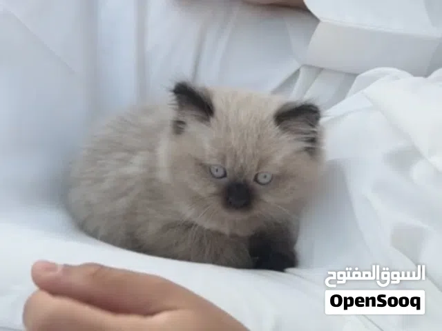 هملايا للبيع