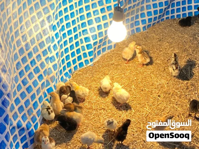صيصان للبيع