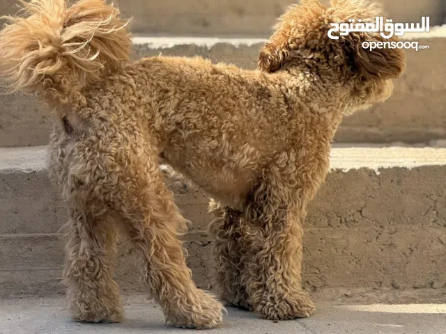 كلب المشاهير اقرى الوصف