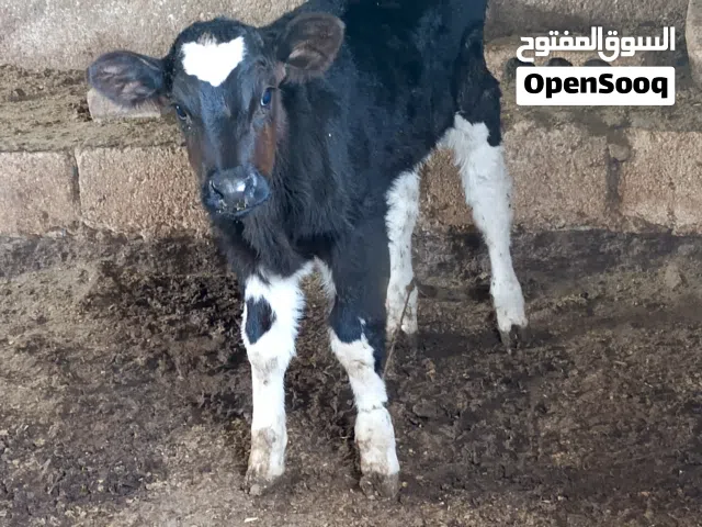 عجل عمره 50 يوم