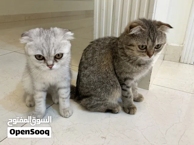 للبيع سكوتش فولد