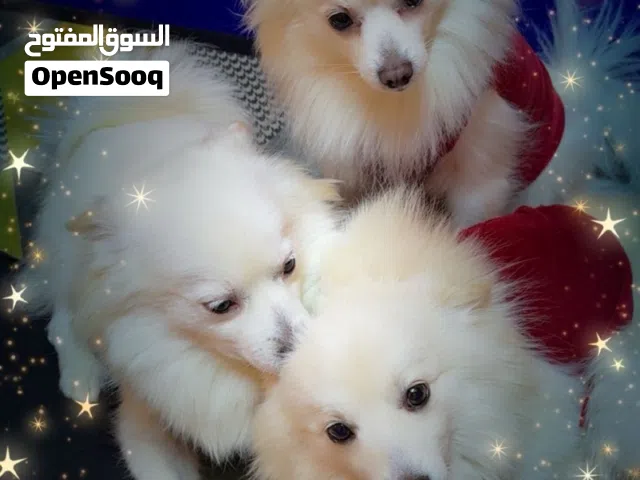 Lovely Japanese spitz dogs for adoption