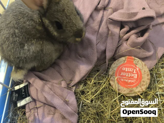 ارنب بُني صغير مع كل اغراضه