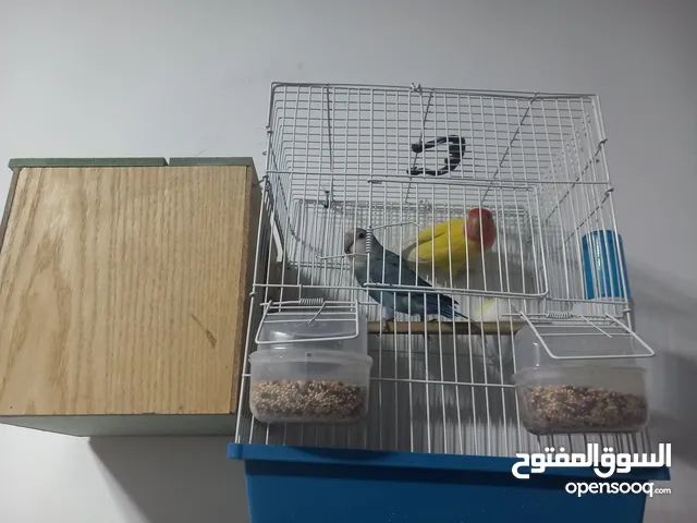 طيرين روز علو وشك وضع البيض
