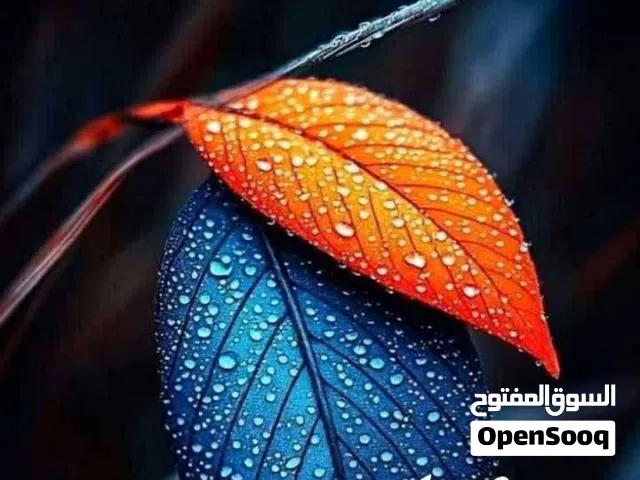 مطلوب شخص للسكن